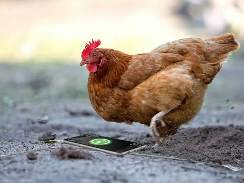 Alerting via SMS – Use case Chicken Coop